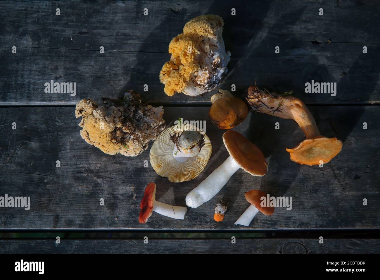 Eine Vielzahl von frisch gepflückten Waldpilzen auf dem Hintergrund eines alten Holztisches Nahaufnahme. Stockfoto