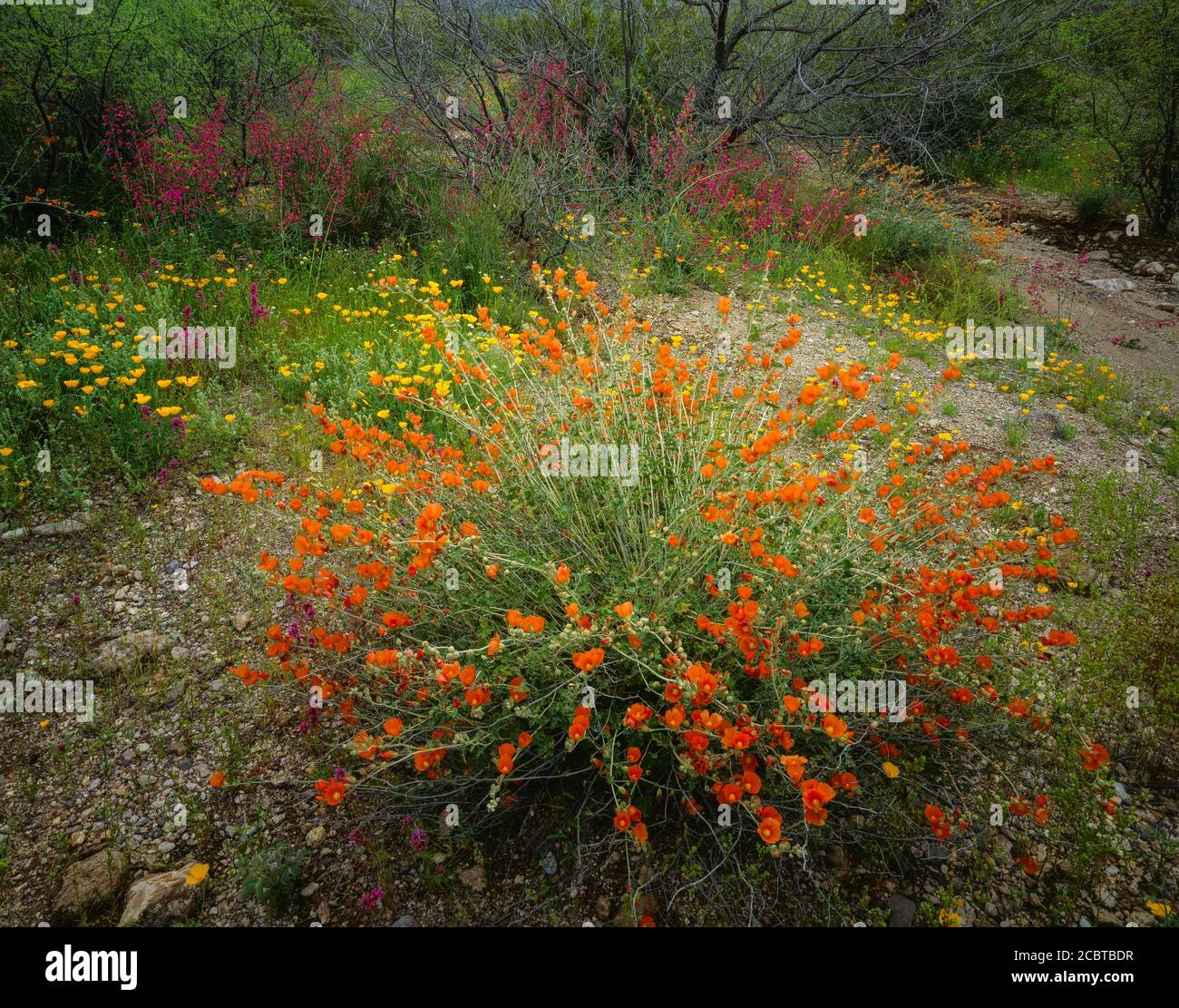 Organpipe Cactus National Monument AZ / MAR Globemallow Penstemon und Mexikanischer Goldmohn gedeiht an einem Nebenfluss der Cherioni Waschen Sie entlang Puerto Stockfoto