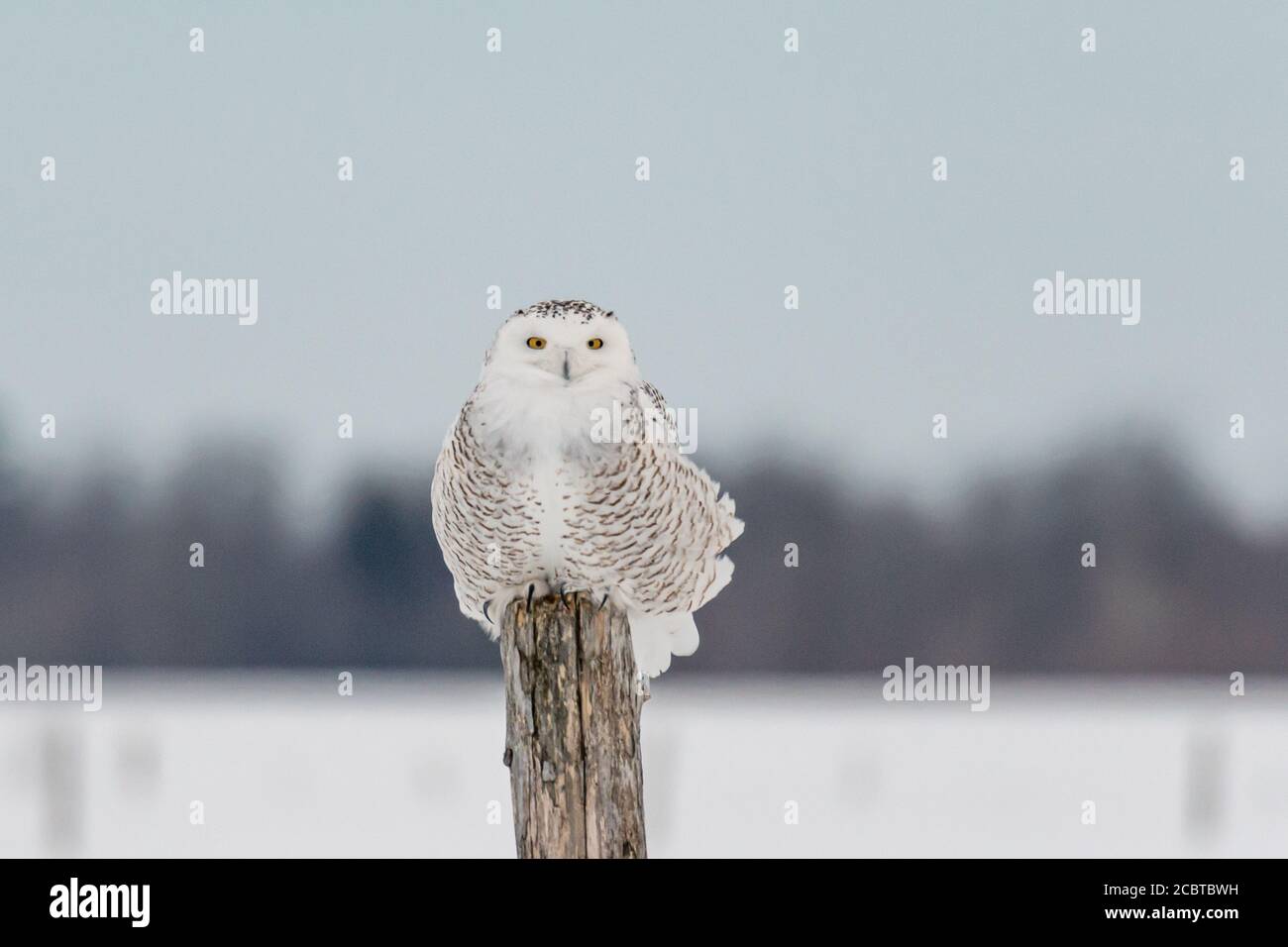 Schneeeule im Hinterland Stockfoto