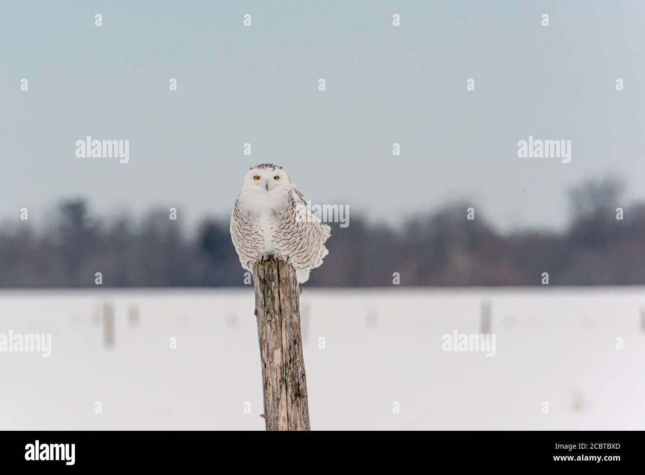 Schneeeule im Hinterland Stockfoto