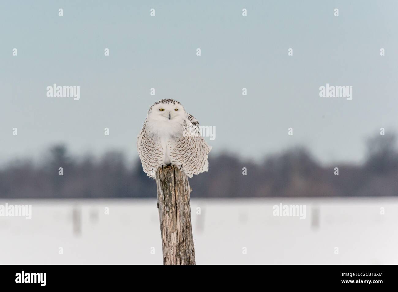 Schneeeule im Hinterland Stockfoto