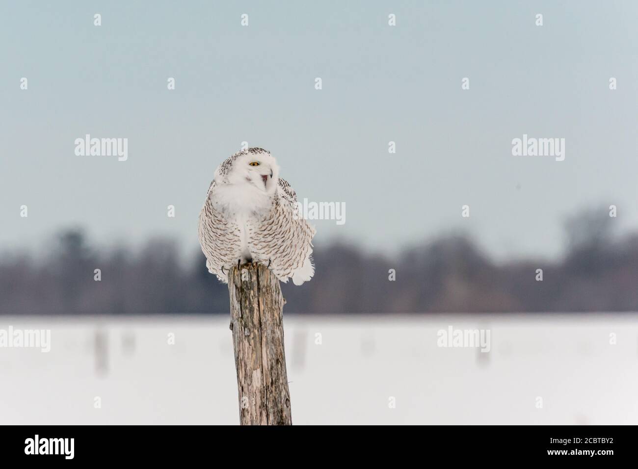 Schneeeule im Hinterland Stockfoto