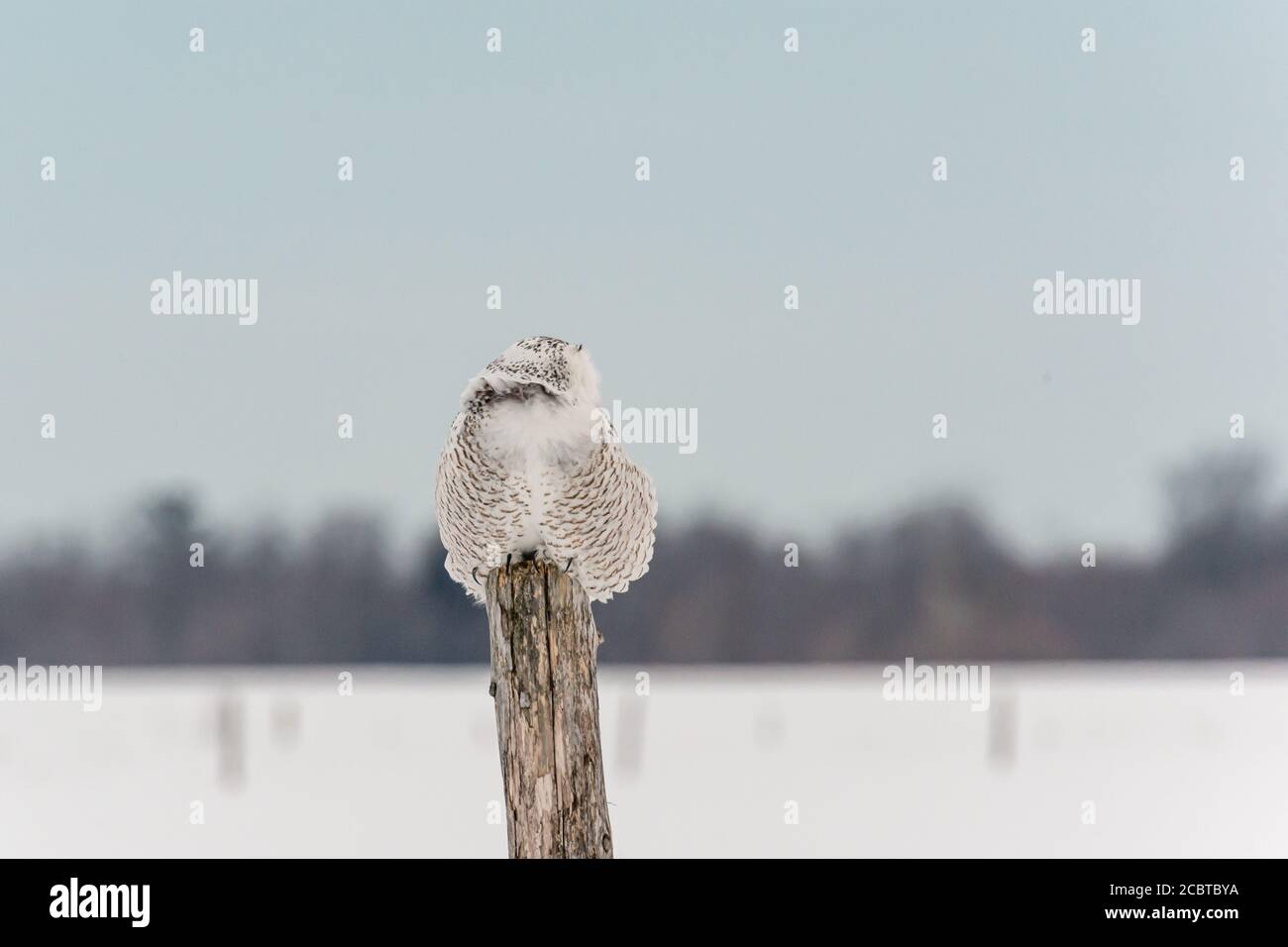 Schneeeule im Hinterland Stockfoto