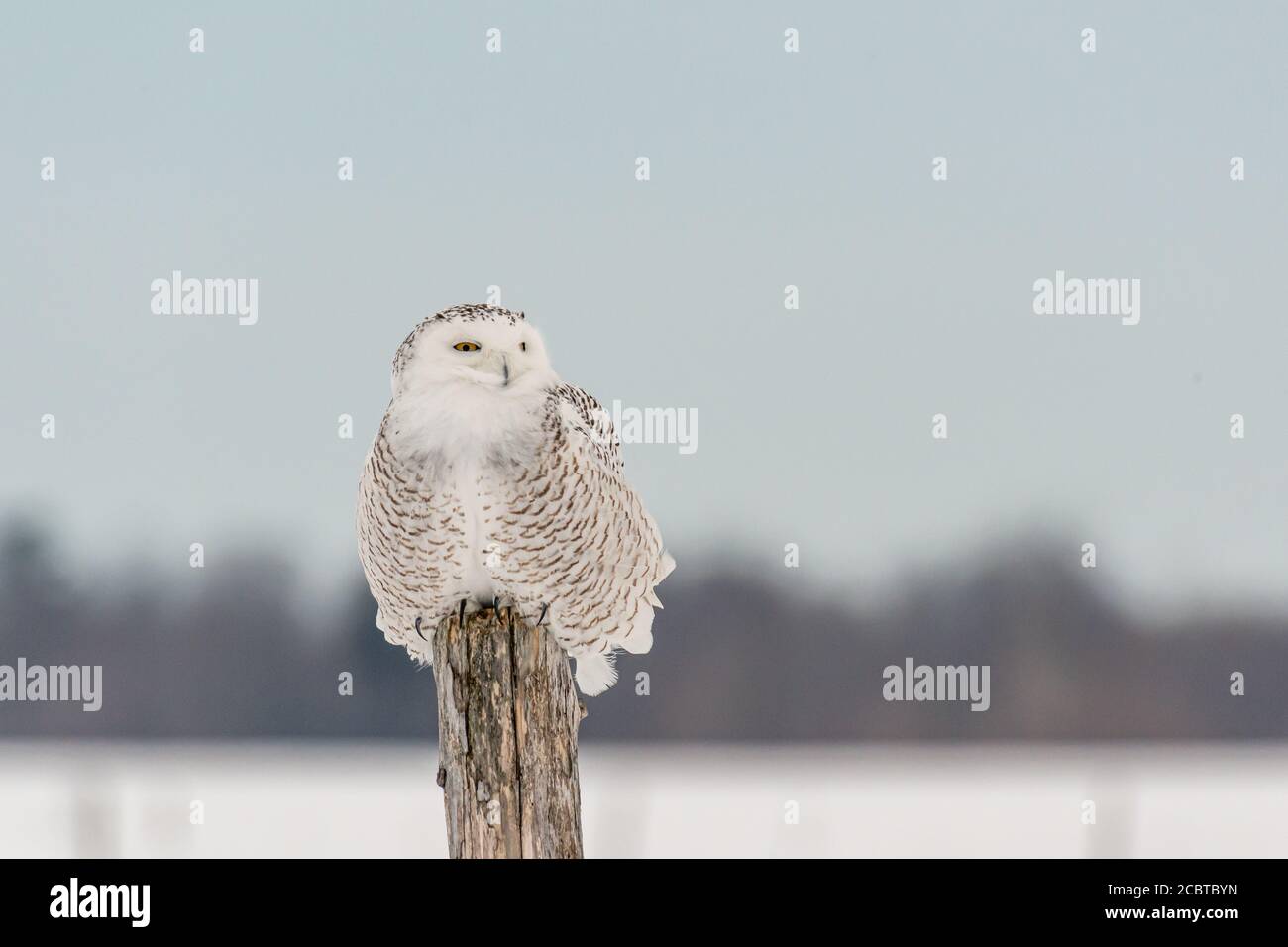 Schneeeule im Hinterland Stockfoto