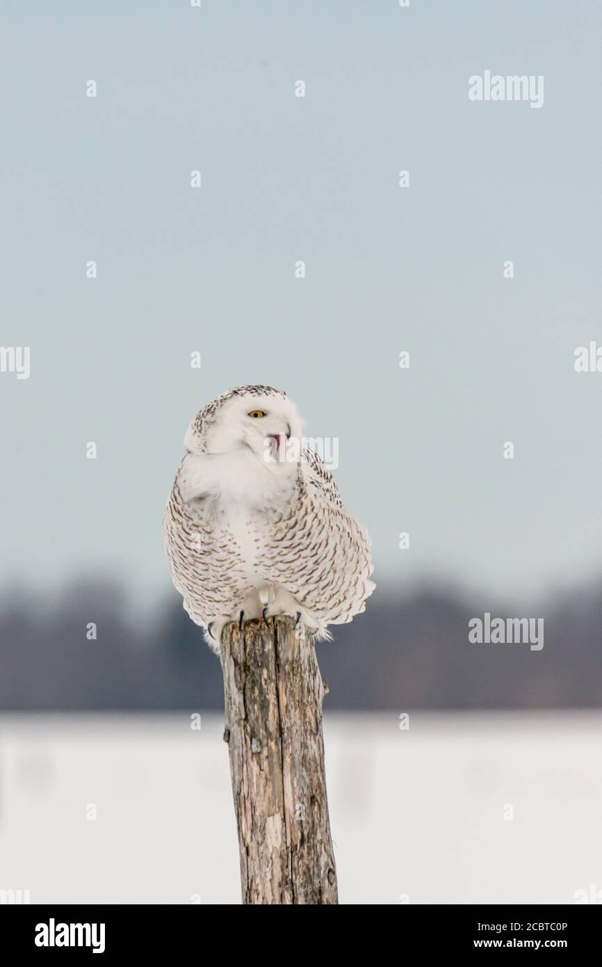 Schneeeule im Hinterland Stockfoto