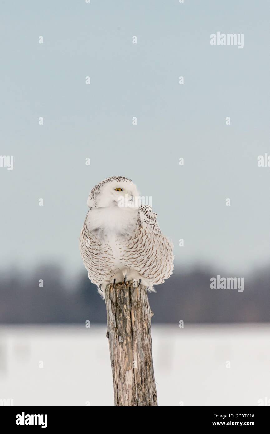 Schneeeule im Hinterland Stockfoto
