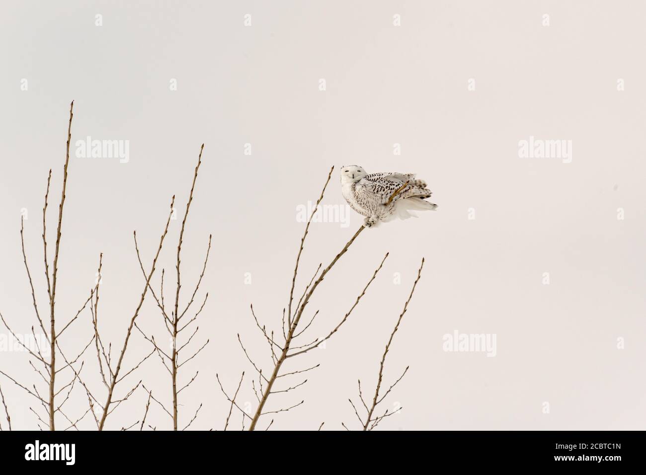Schneeeule im Hinterland Stockfoto