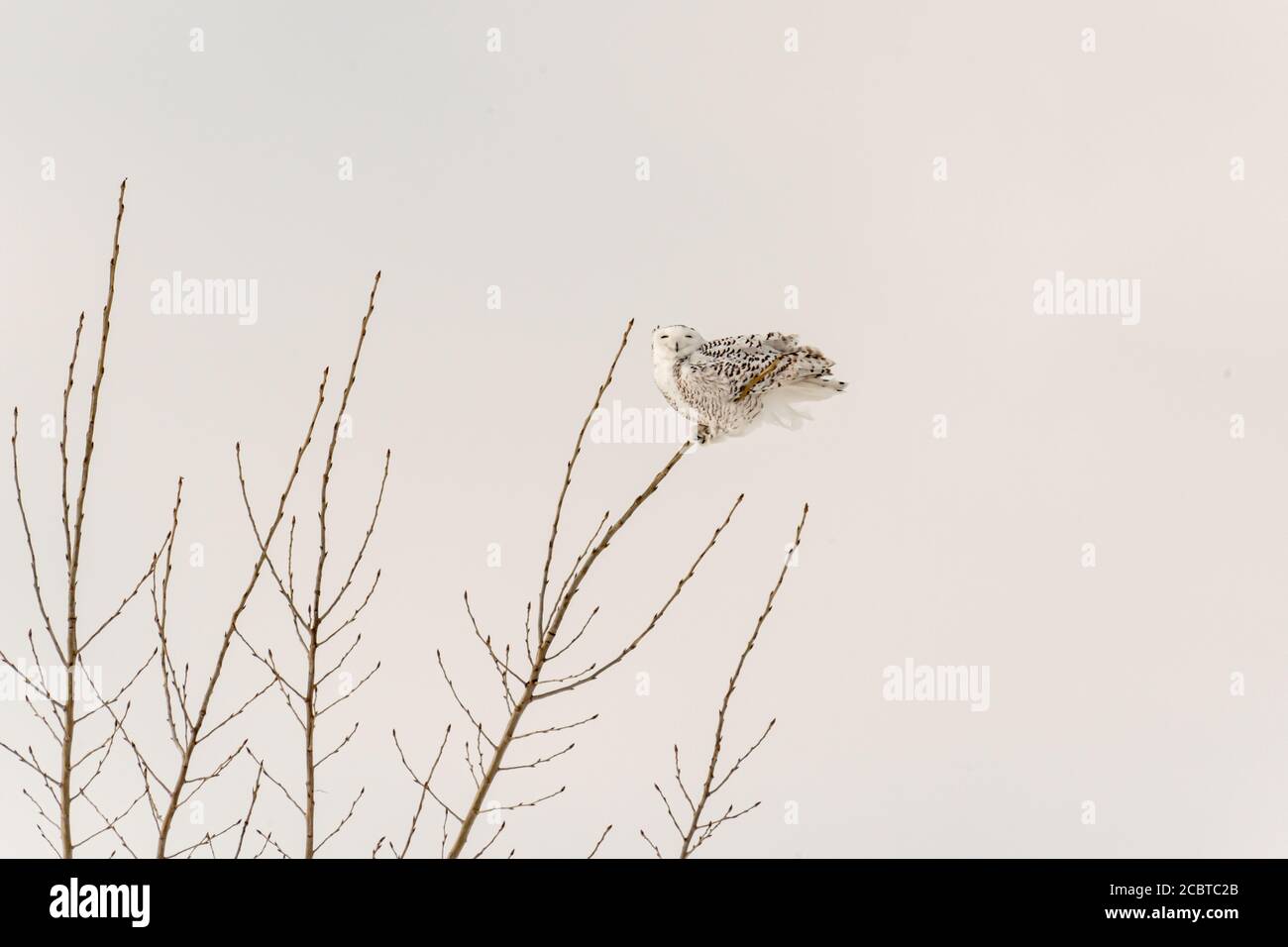Schneeeule im Hinterland Stockfoto