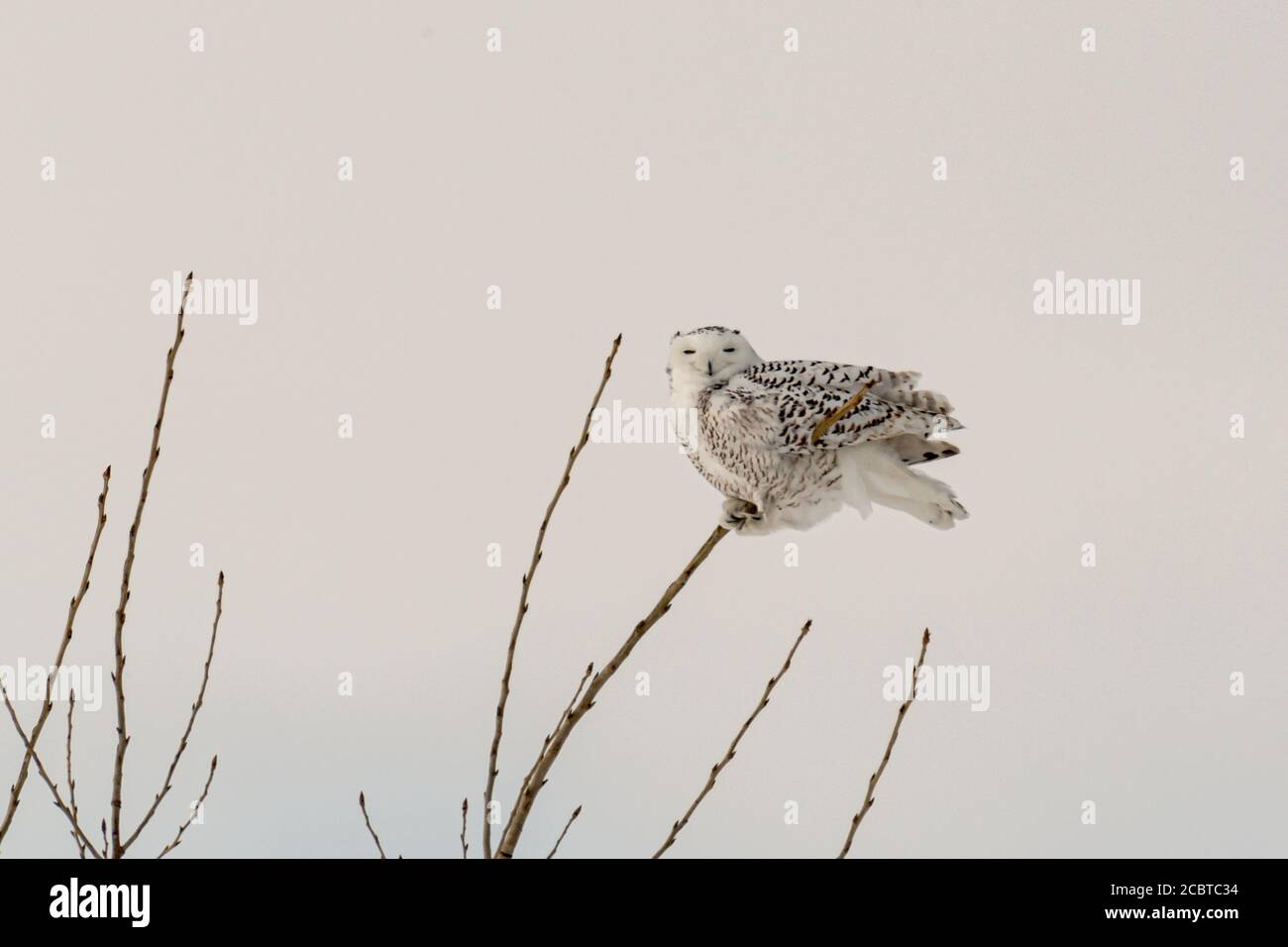 Schneeeule im Hinterland Stockfoto