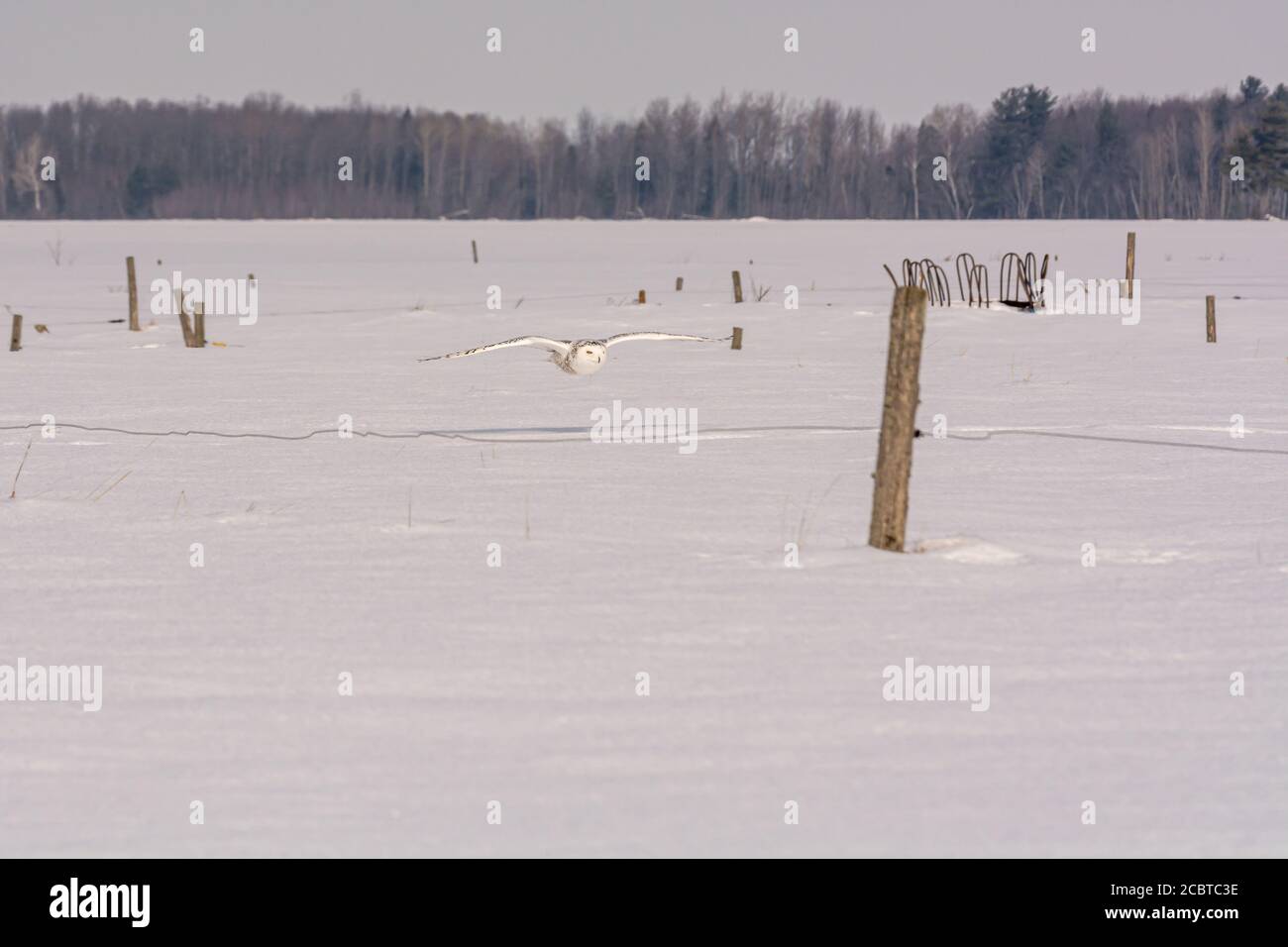 Schneeeule im Hinterland Stockfoto