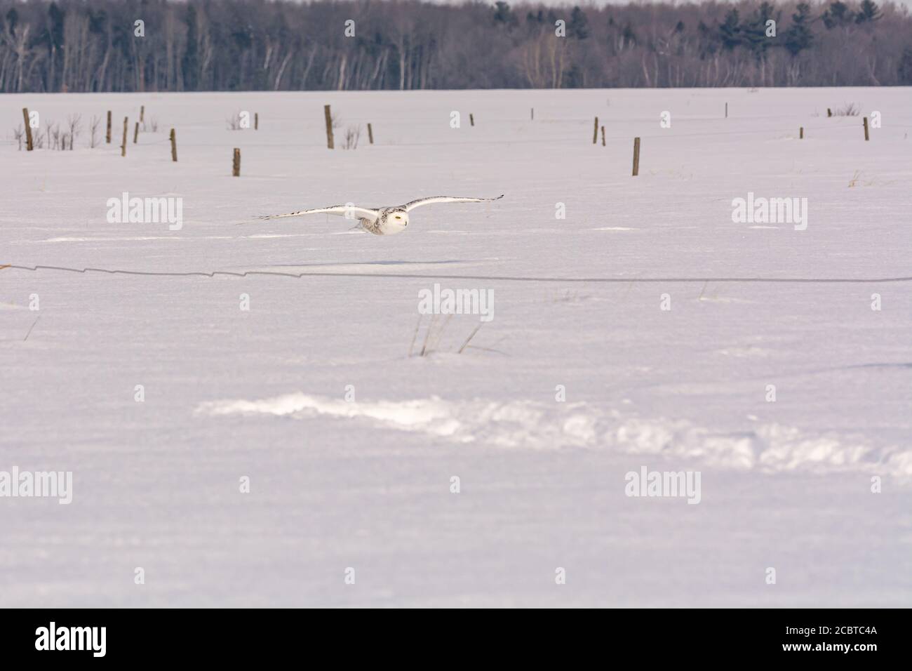 Schneeeule im Hinterland Stockfoto