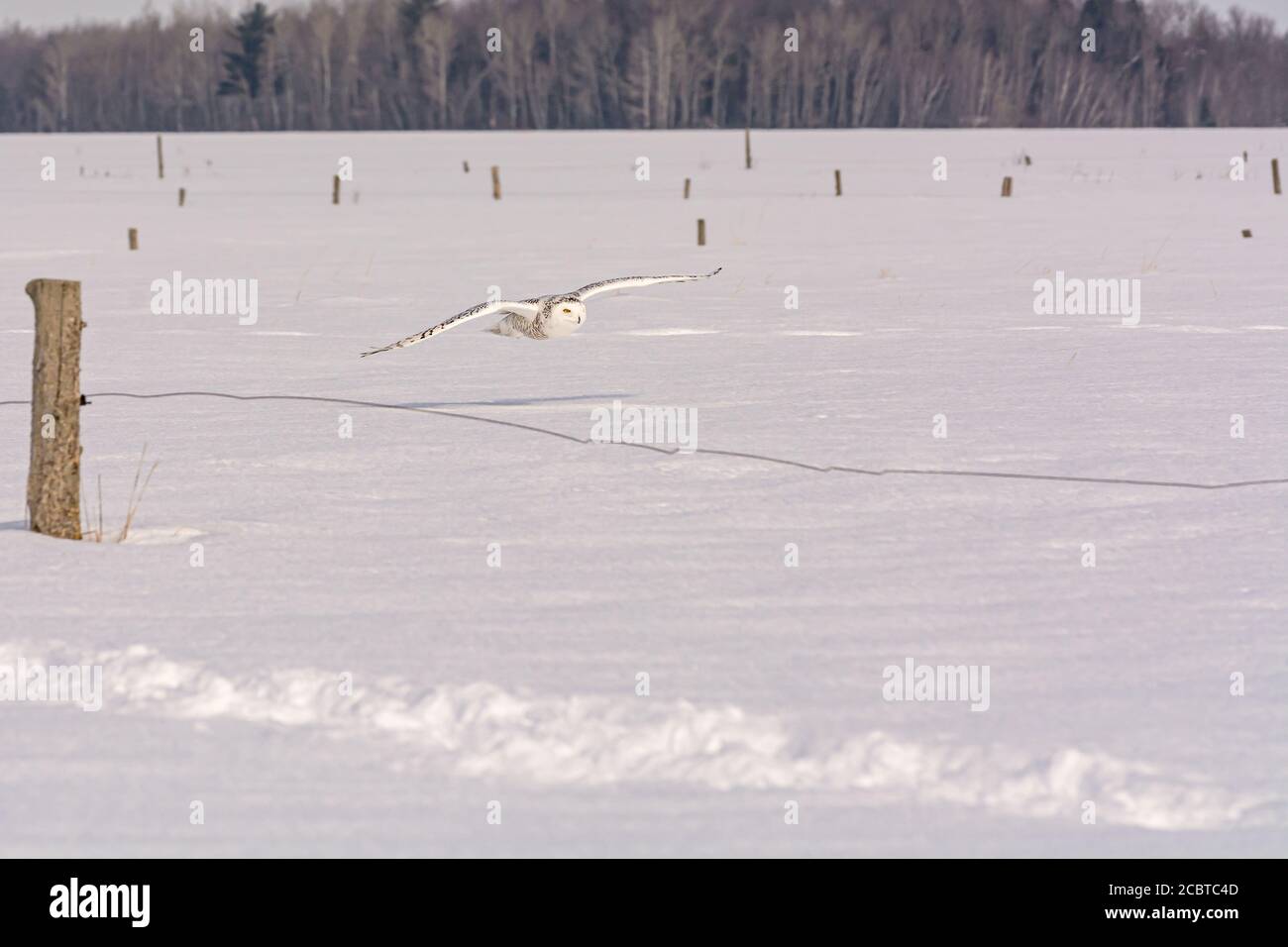 Schneeeule im Hinterland Stockfoto