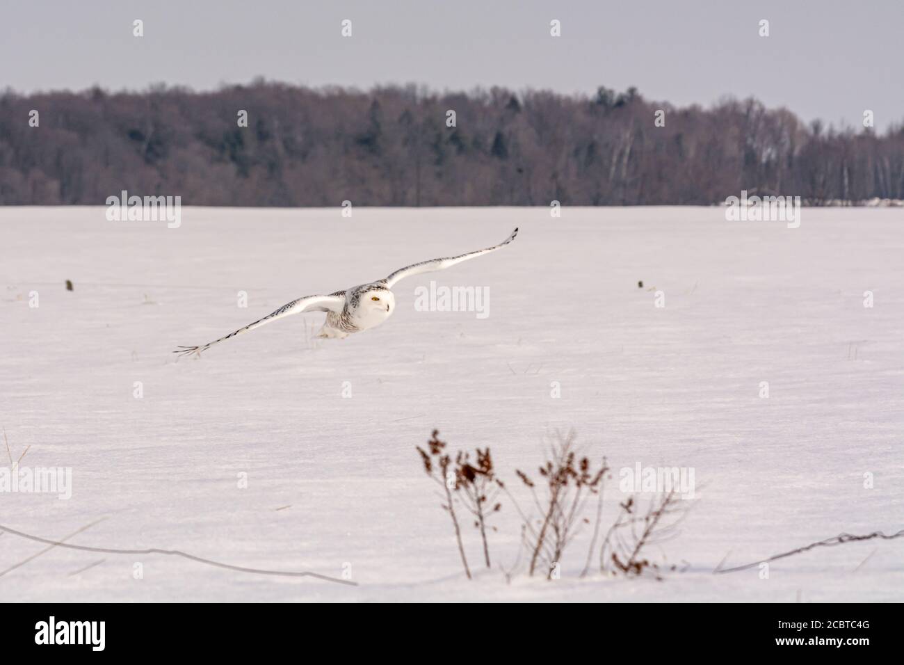 Schneeeule im Hinterland Stockfoto