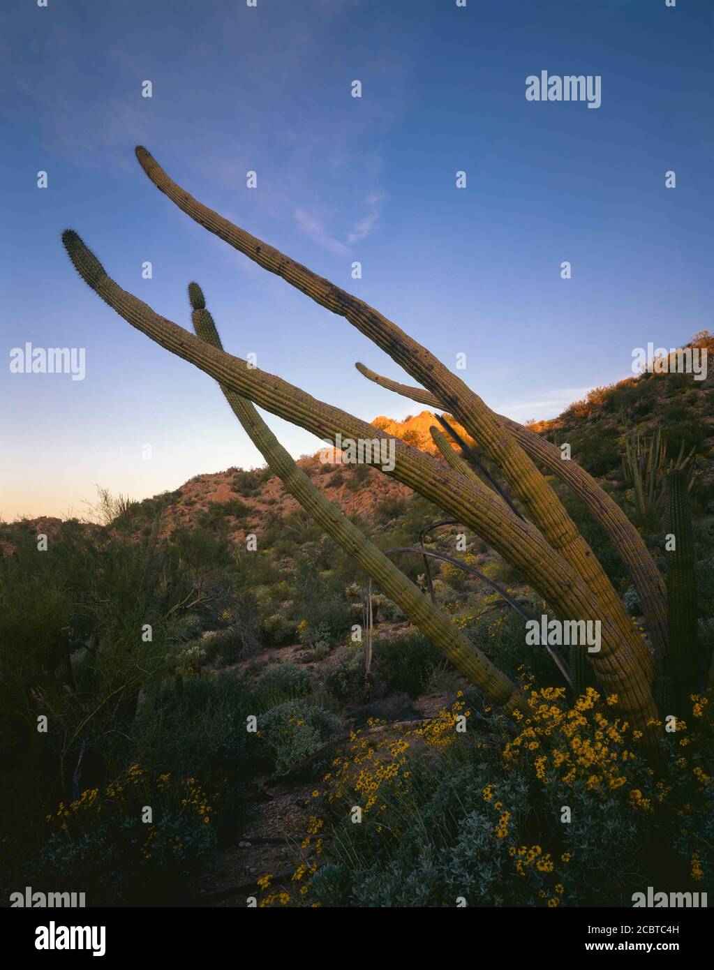 Organpipe National Monument AZ / MÄRZ Erstes Licht auf die Puerto Blanco Berge durch die Arme eines Organpipe Kaktus im Senita Basin gesehen. Stockfoto