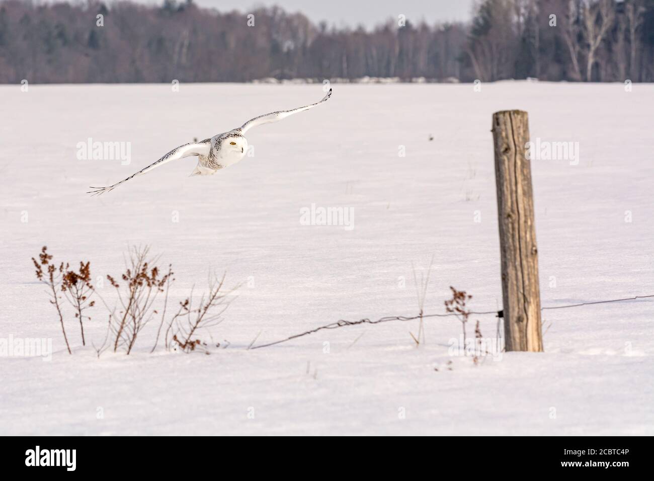 Schneeeule im Hinterland Stockfoto
