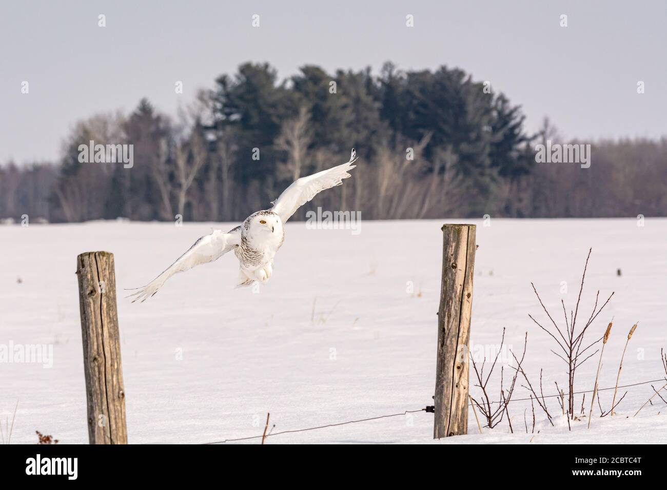Schneeeule im Hinterland Stockfoto