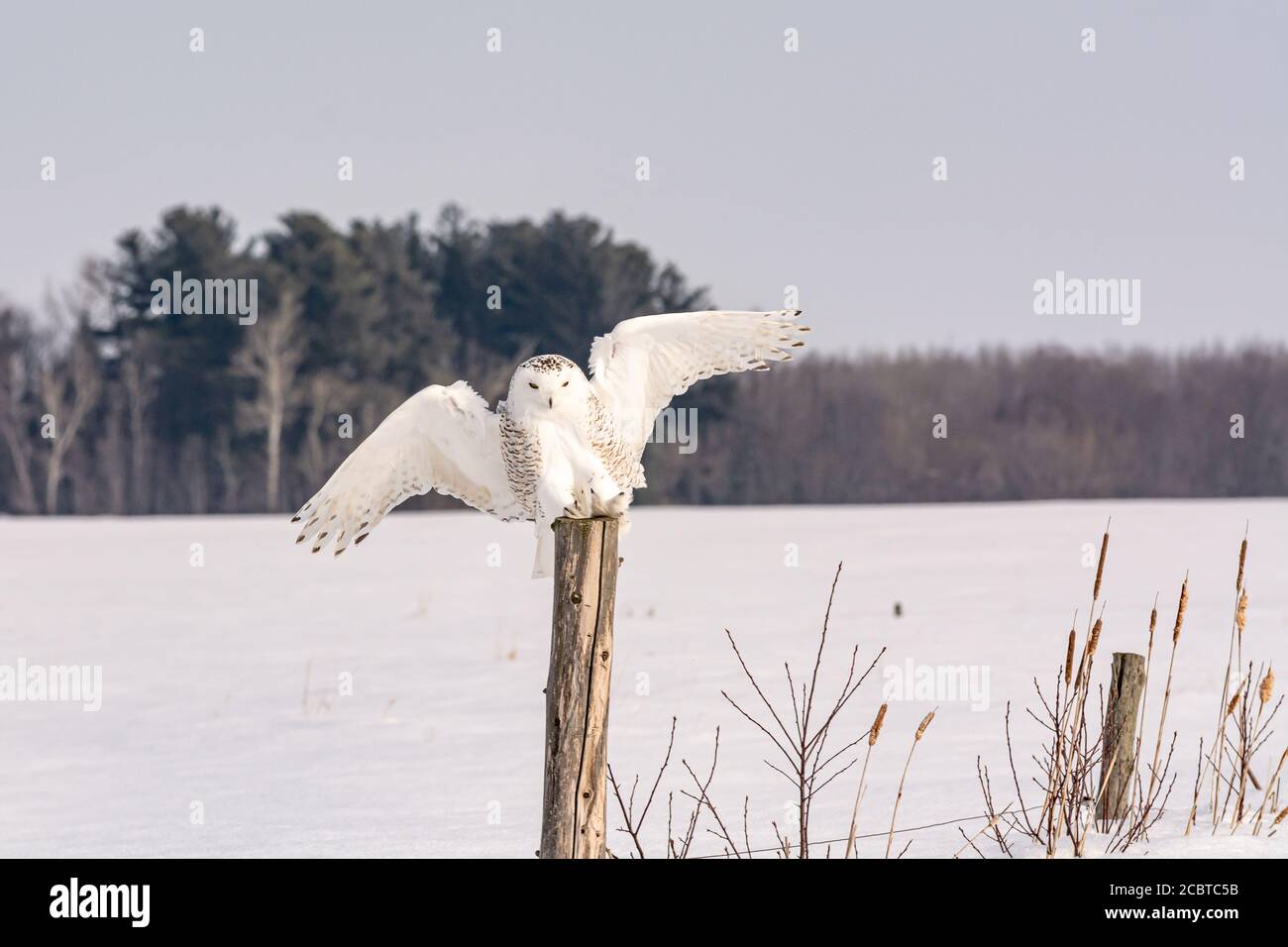 Schneeeule im Hinterland Stockfoto