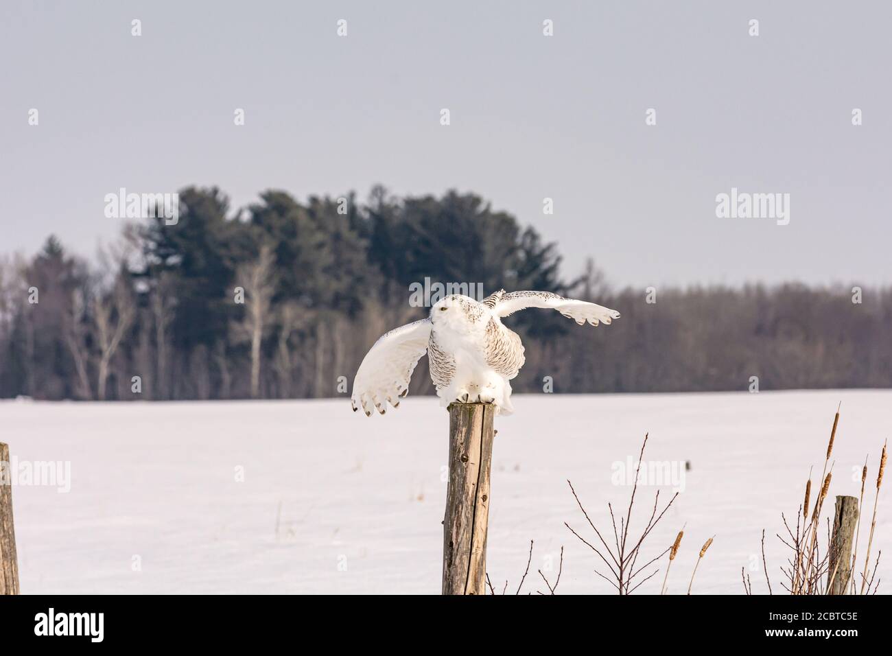 Schneeeule im Hinterland Stockfoto