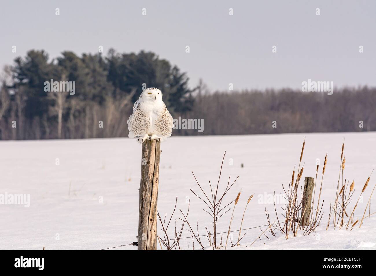 Schneeeule im Hinterland Stockfoto