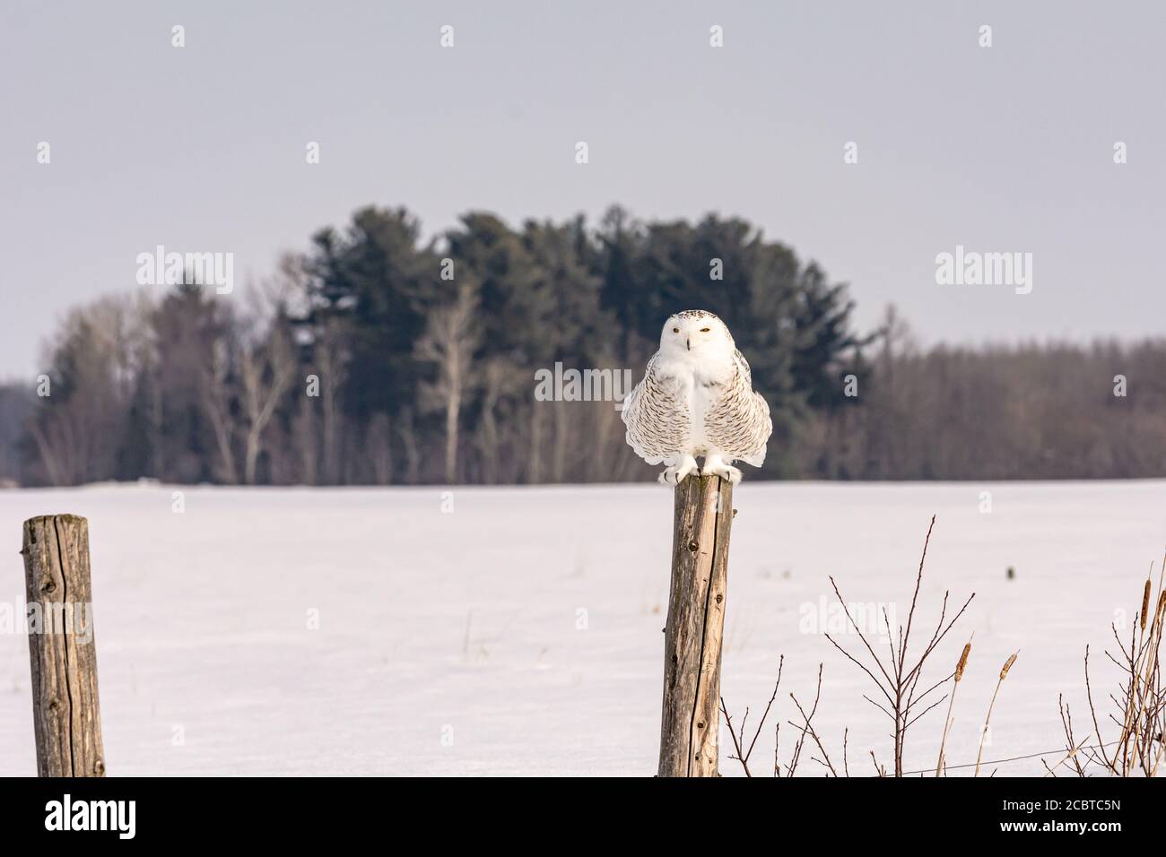 Schneeeule im Hinterland Stockfoto