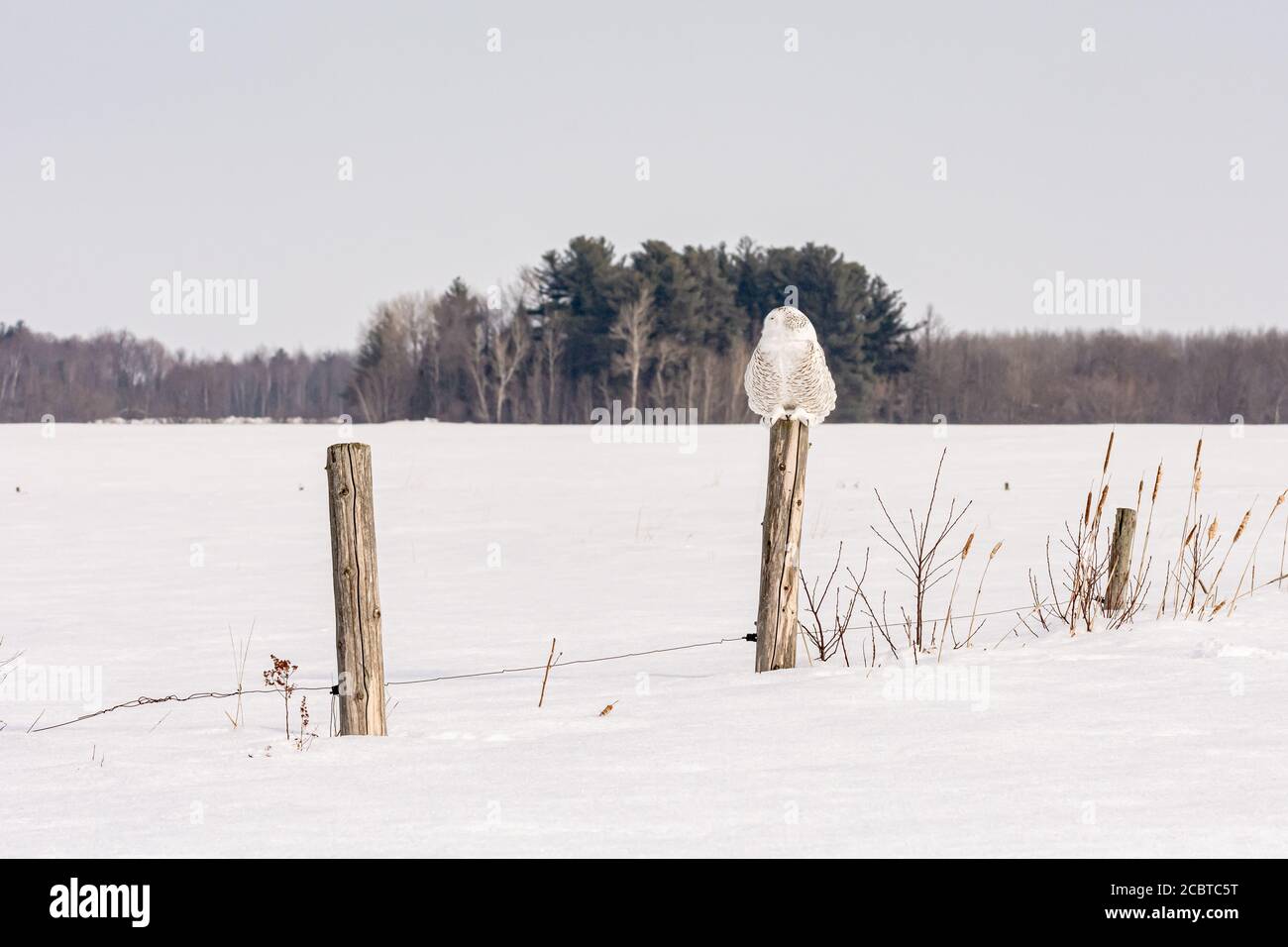 Schneeeule im Hinterland Stockfoto