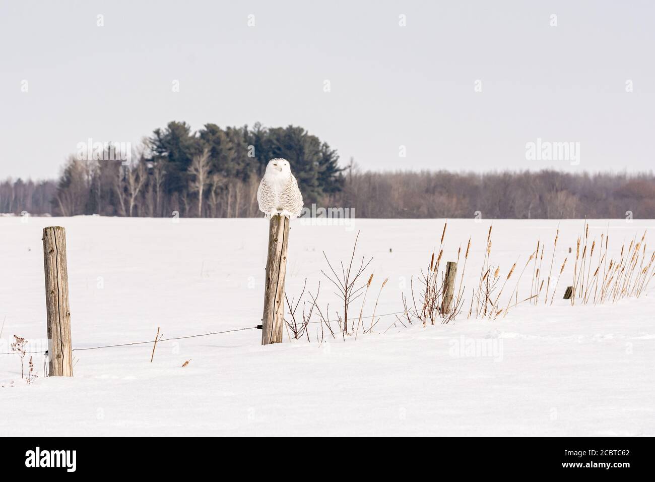 Schneeeule im Hinterland Stockfoto