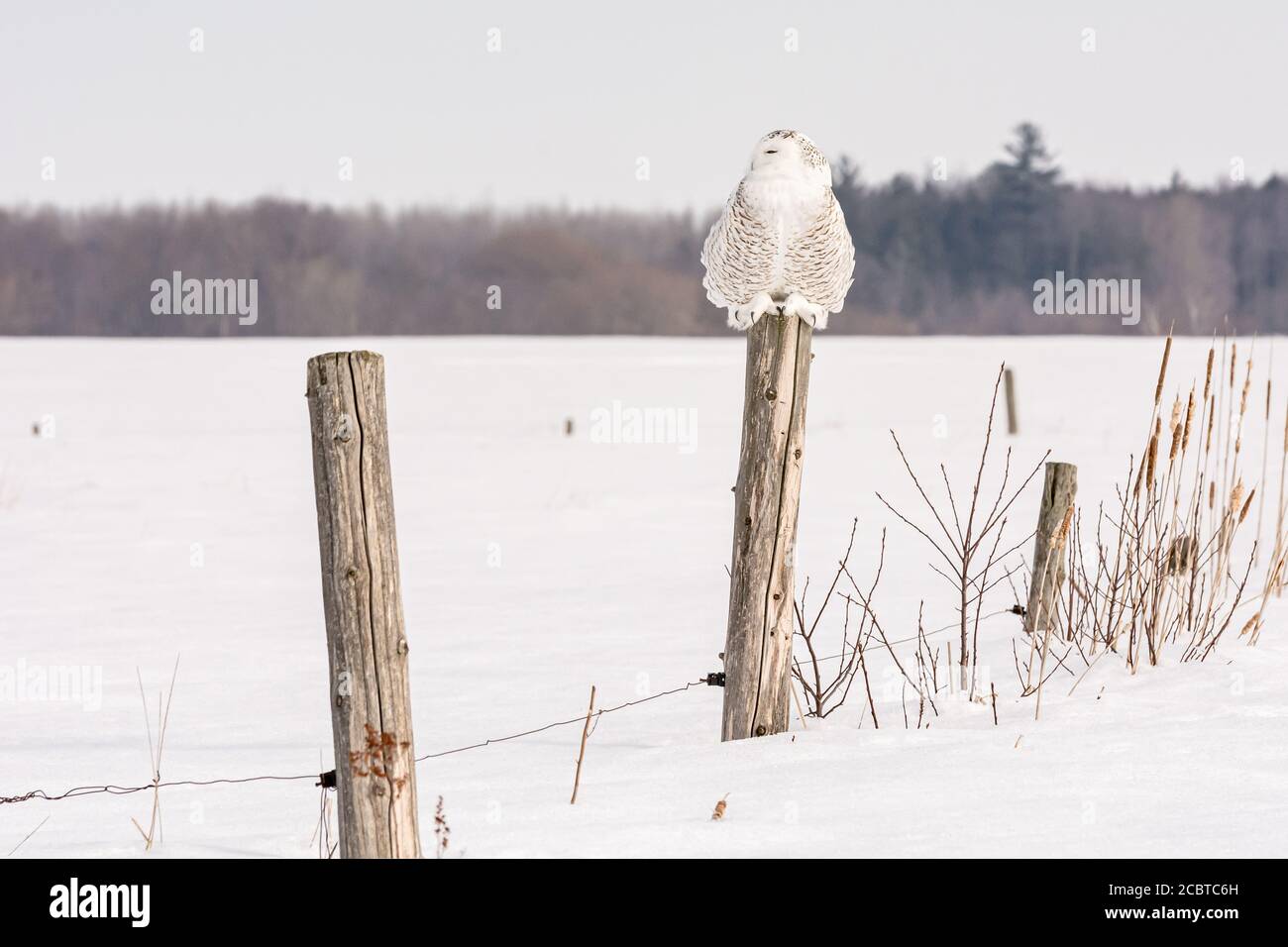 Schneeeule im Hinterland Stockfoto