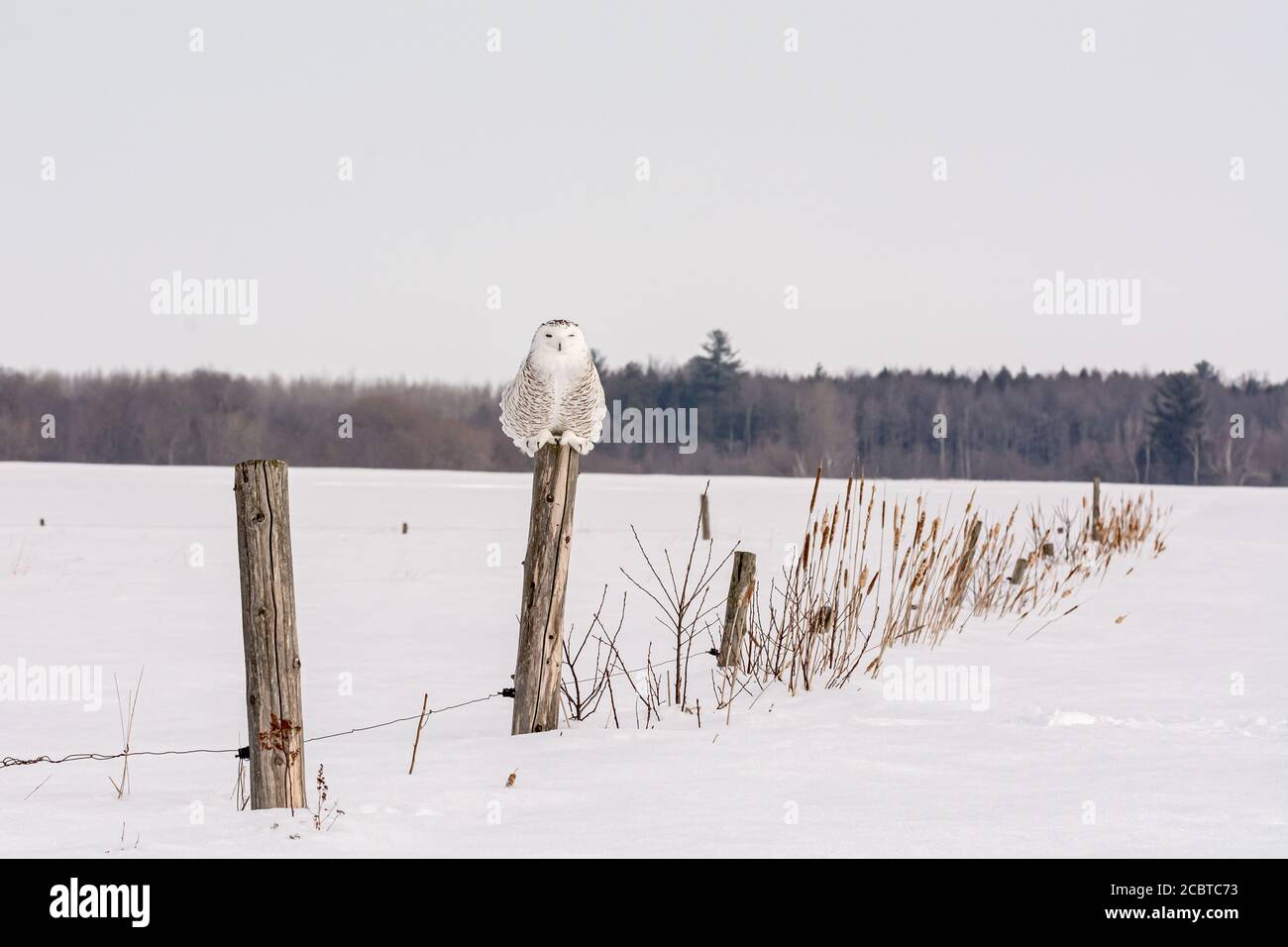 Schneeeule im Hinterland Stockfoto