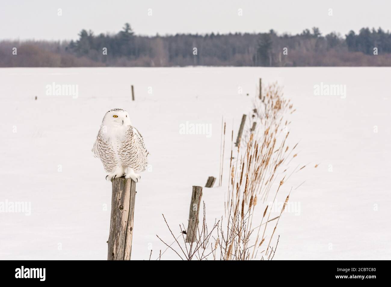 Schneeeule im Hinterland Stockfoto