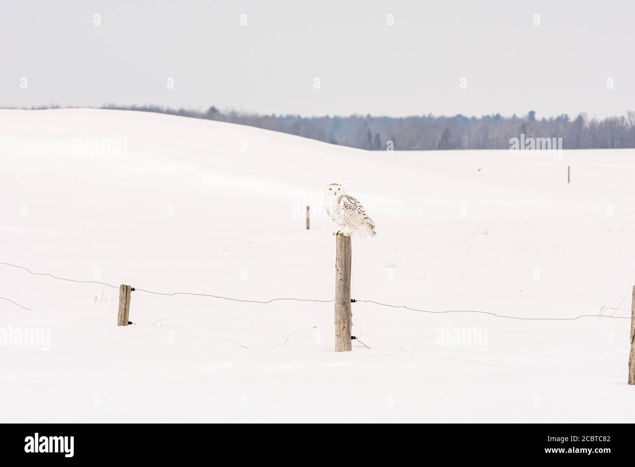 Schneeeule im Hinterland Stockfoto