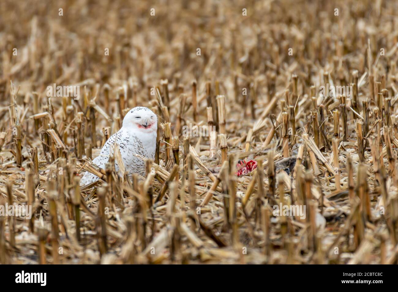Schneeeule im Hinterland Stockfoto