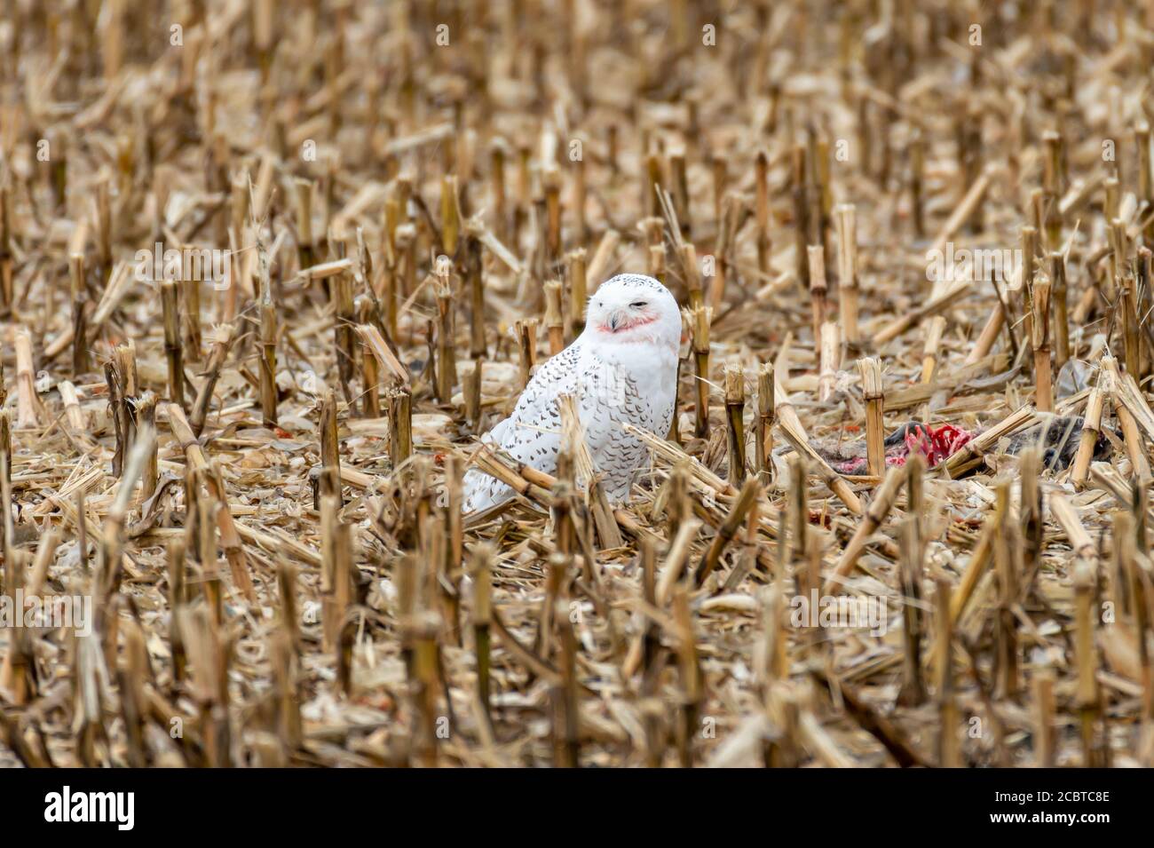 Schneeeule im Hinterland Stockfoto