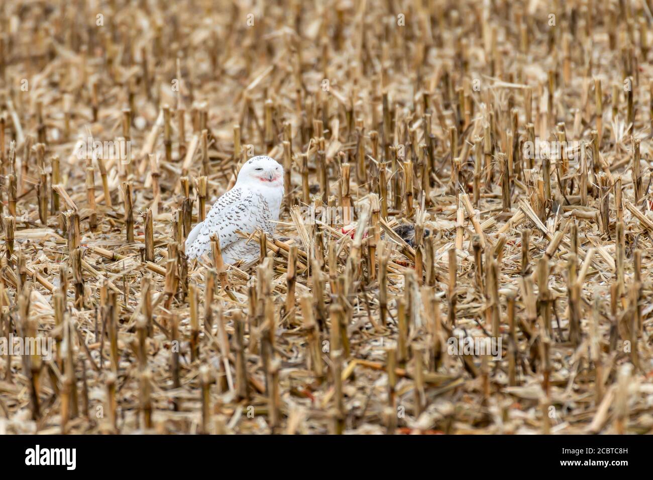 Schneeeule im Hinterland Stockfoto