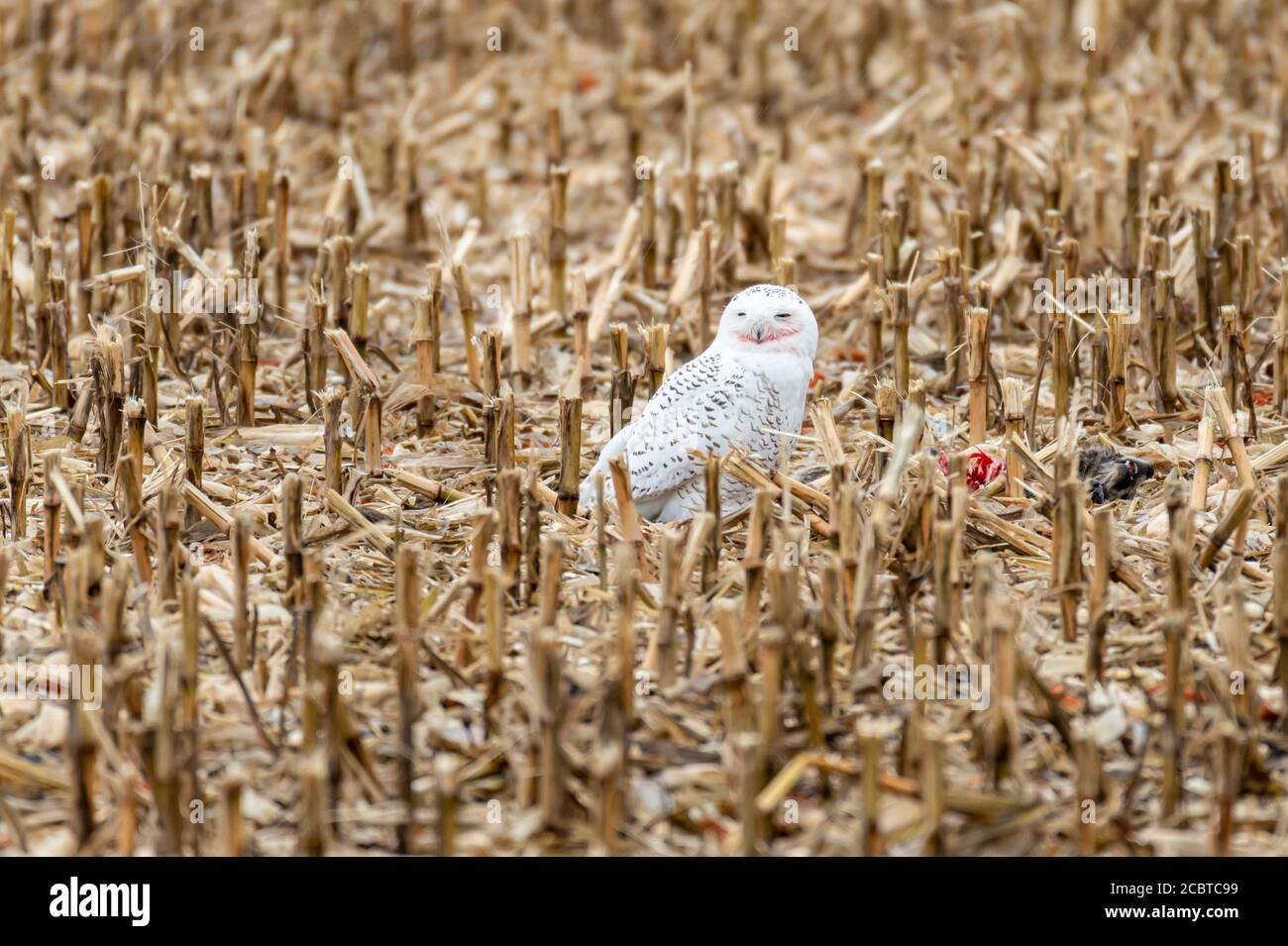 Schneeeule im Hinterland Stockfoto