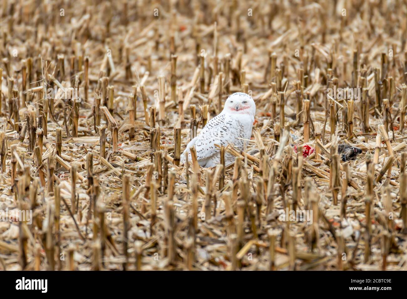Schneeeule im Hinterland Stockfoto