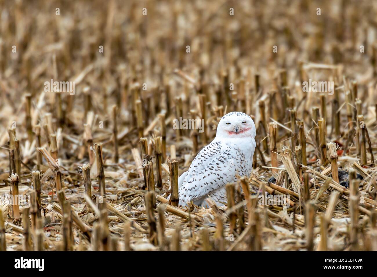Schneeeule im Hinterland Stockfoto