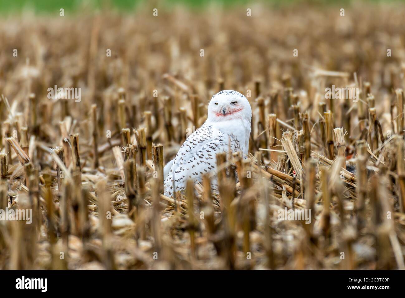 Schneeeule im Hinterland Stockfoto