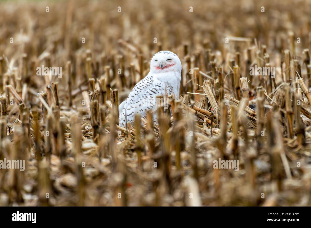 Schneeeule im Hinterland Stockfoto