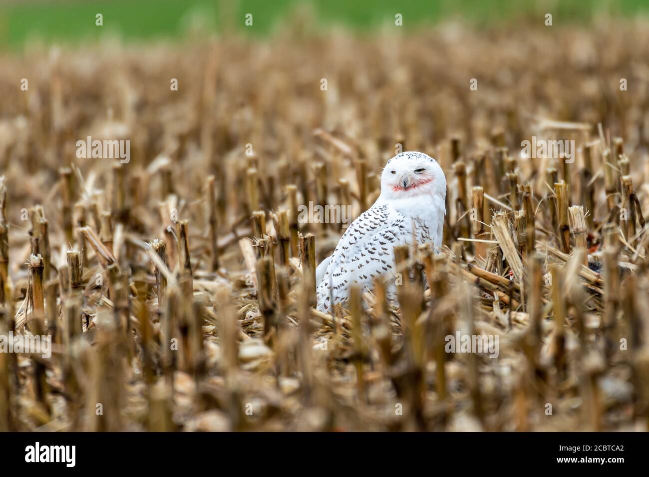 Schneeeule im Hinterland Stockfoto