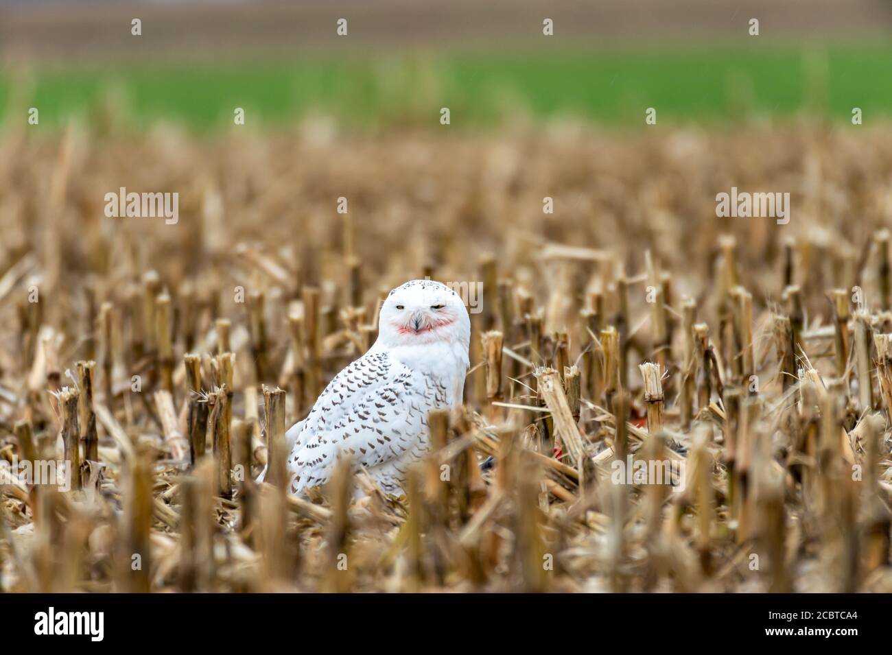 Schneeeule im Hinterland Stockfoto
