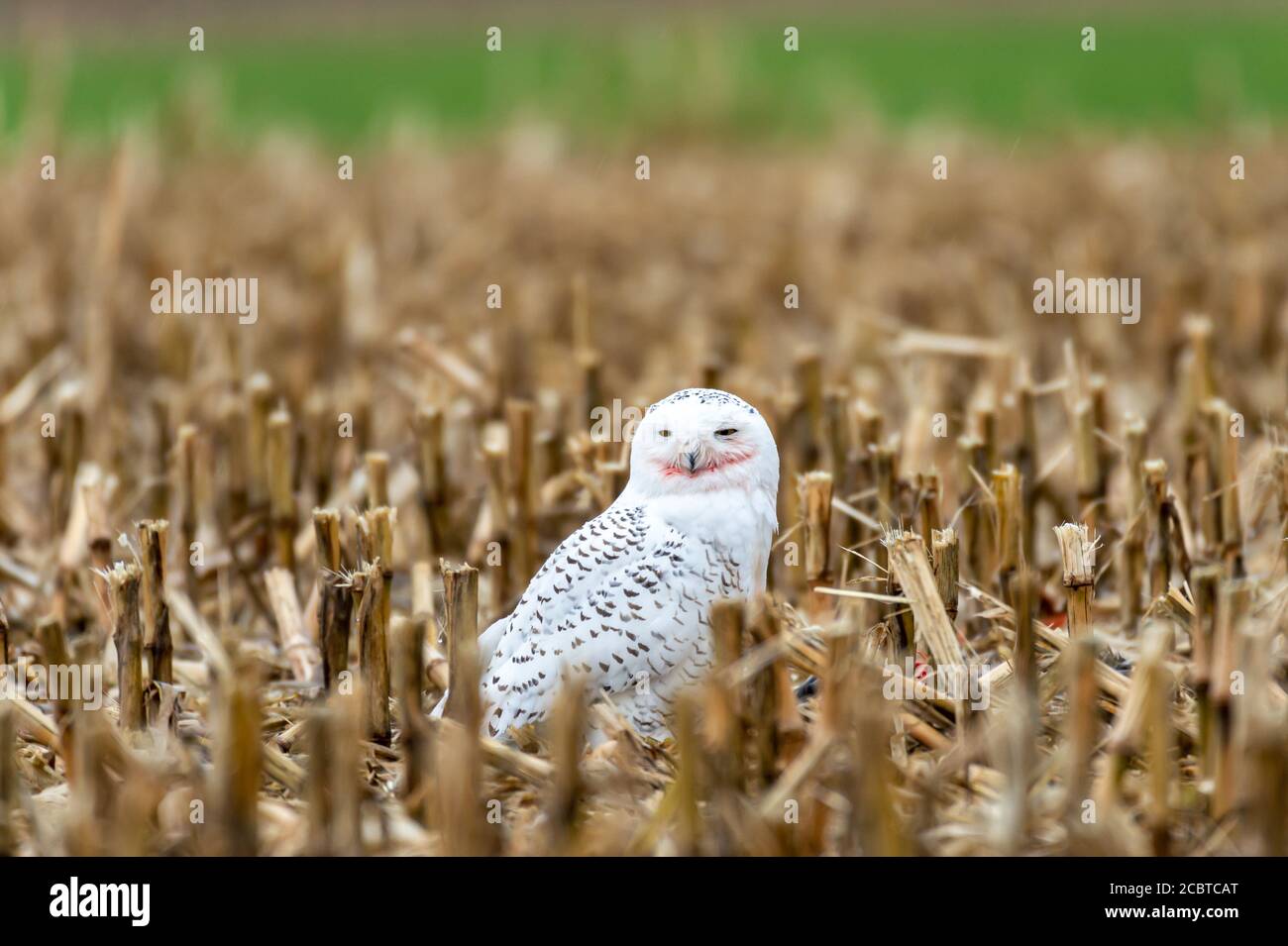 Schneeeule im Hinterland Stockfoto