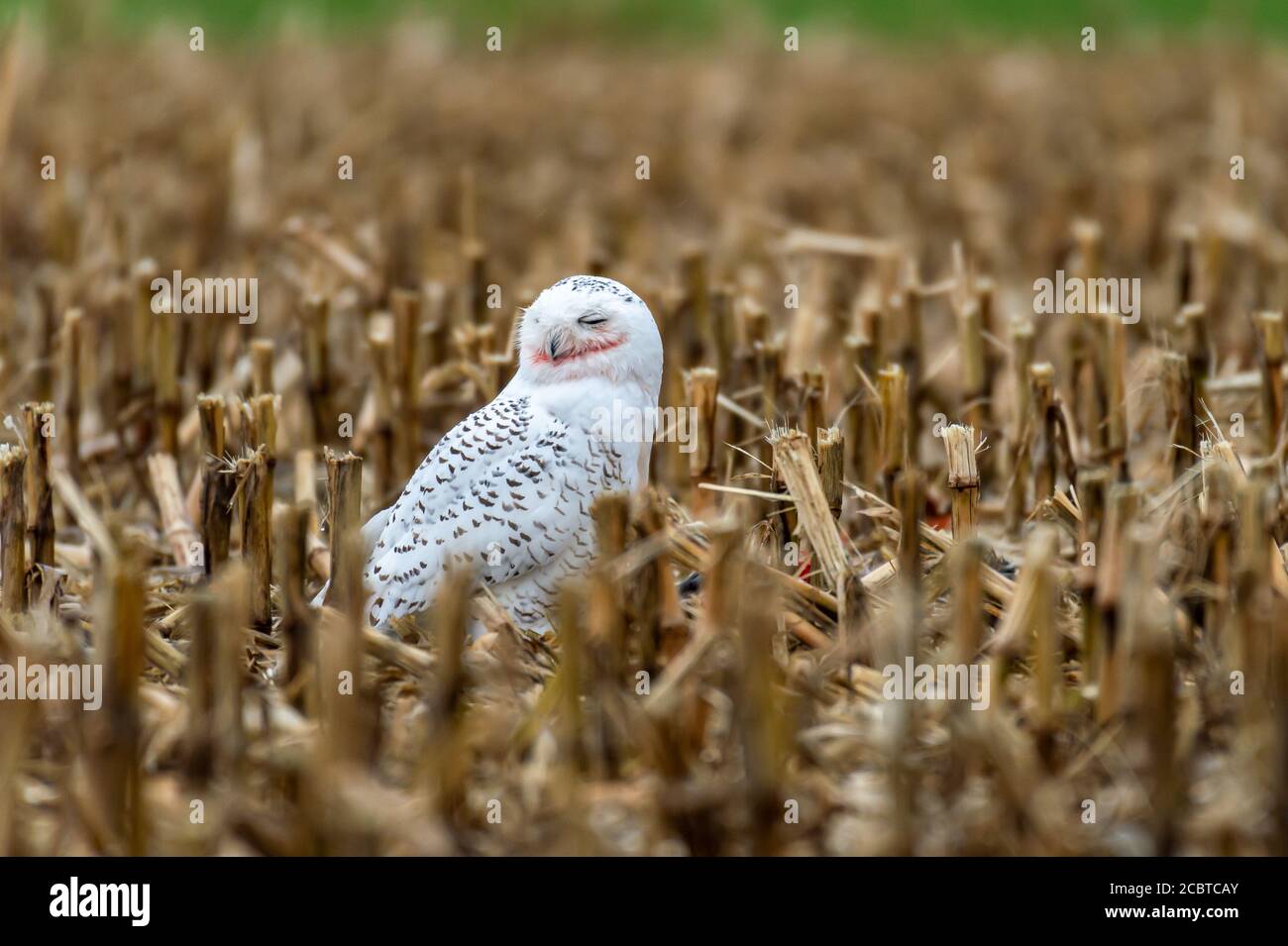 Schneeeule im Hinterland Stockfoto