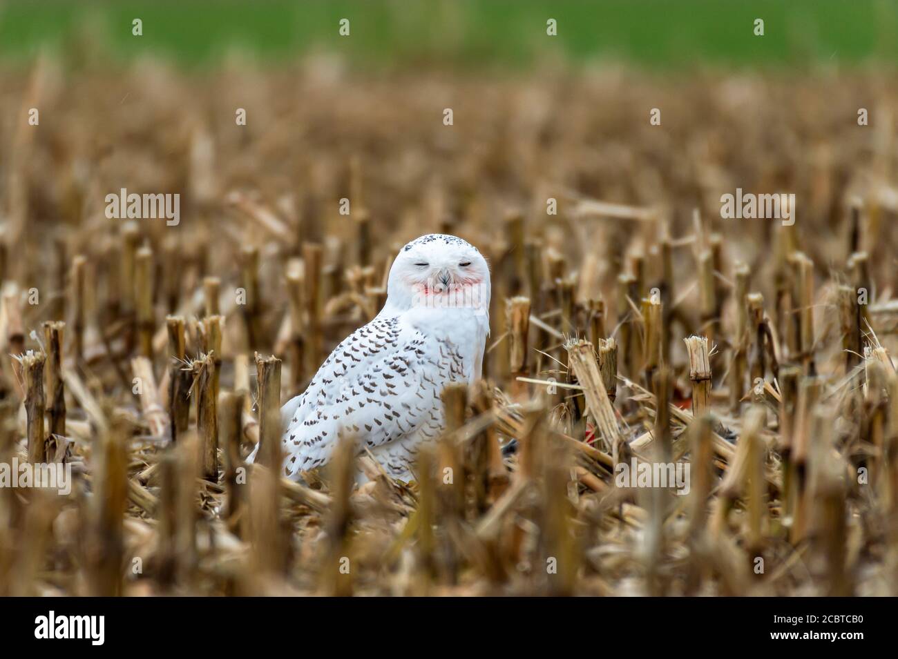 Schneeeule im Hinterland Stockfoto