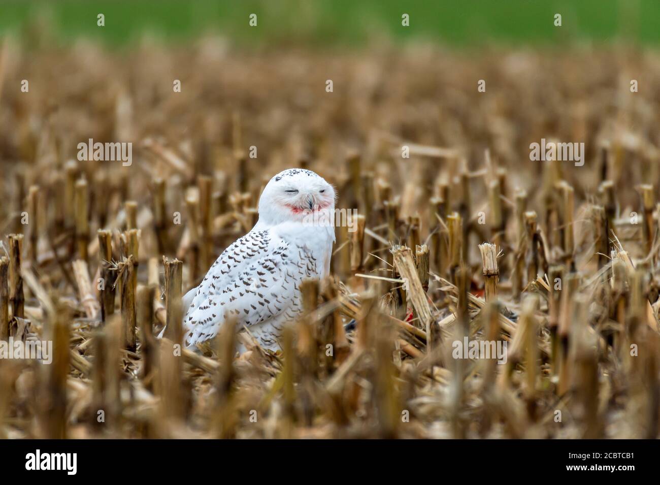 Schneeeule im Hinterland Stockfoto