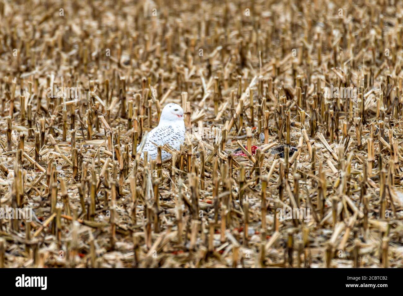 Schneeeule im Hinterland Stockfoto