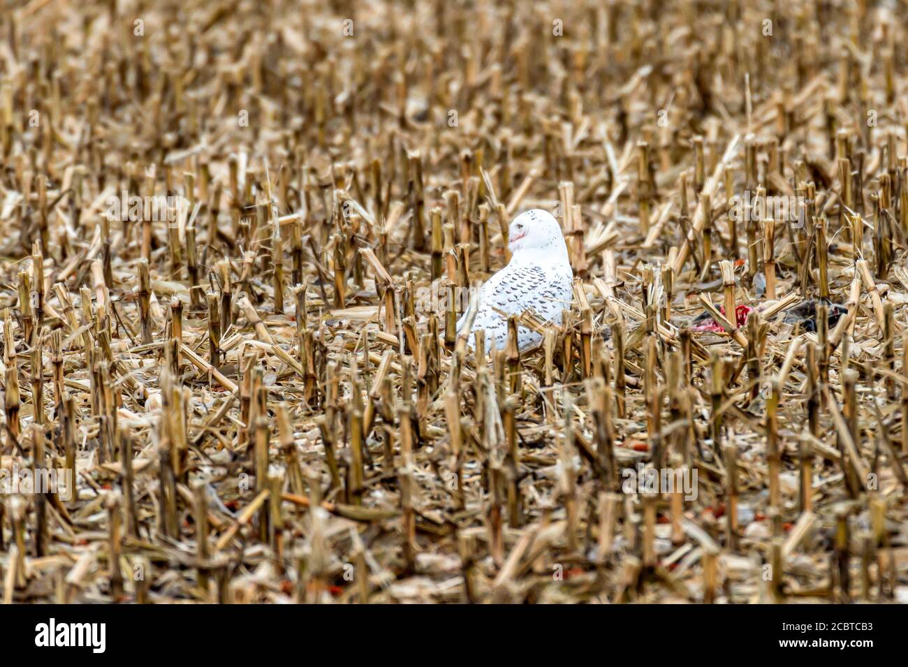 Schneeeule im Hinterland Stockfoto