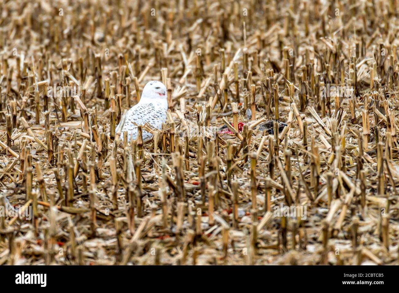 Schneeeule im Hinterland Stockfoto