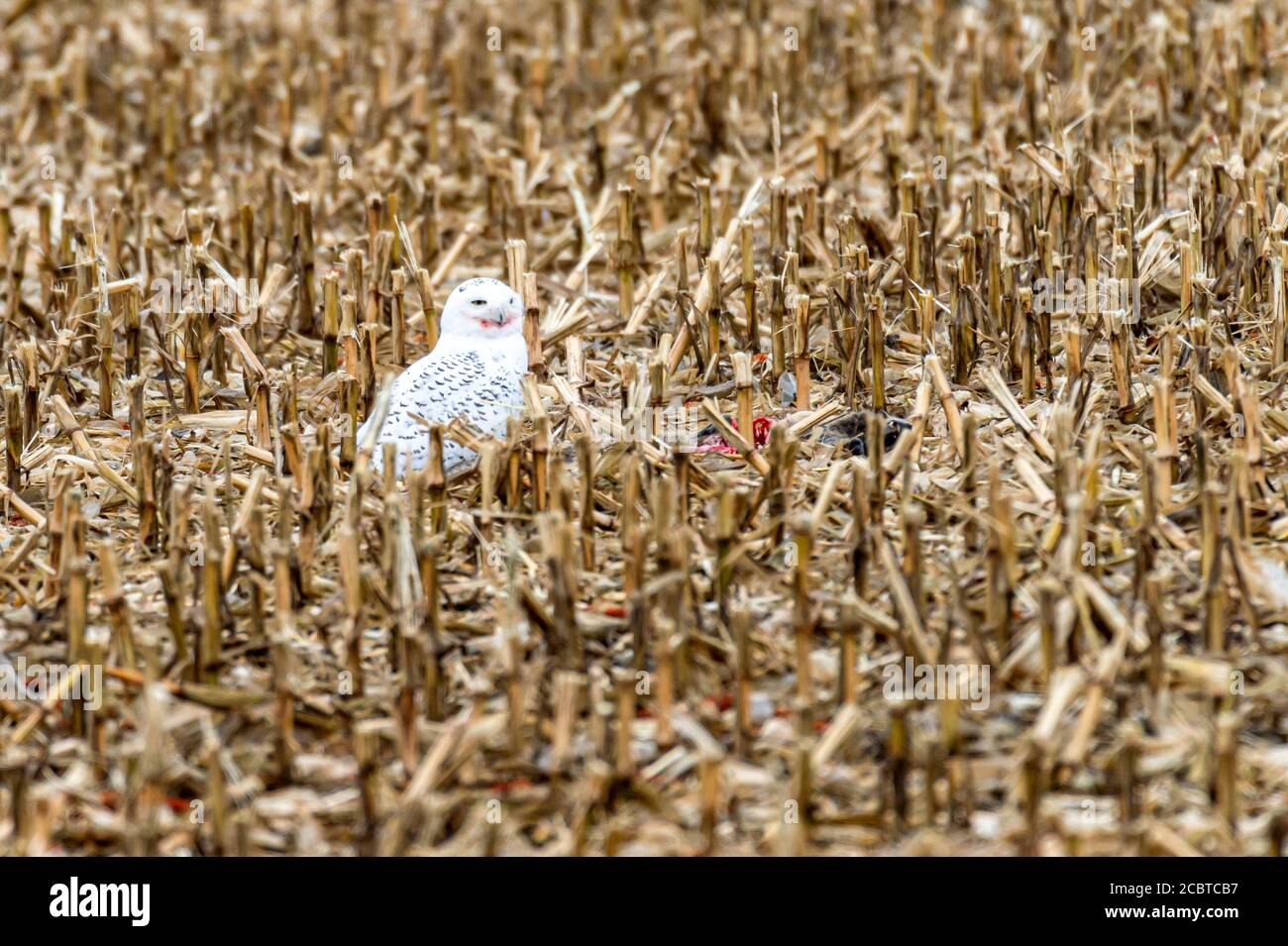 Schneeeule im Hinterland Stockfoto