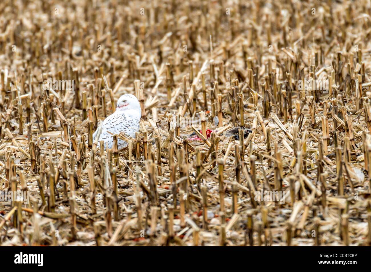 Schneeeule im Hinterland Stockfoto