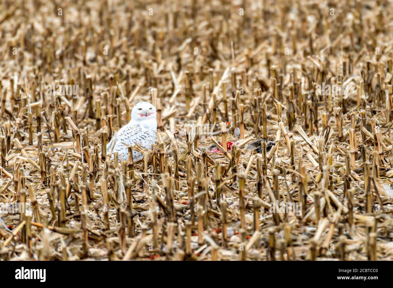 Schneeeule im Hinterland Stockfoto